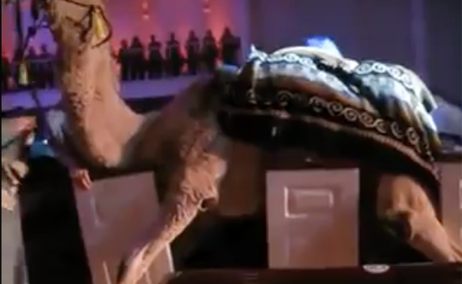 camel church Christmas service pageant fail