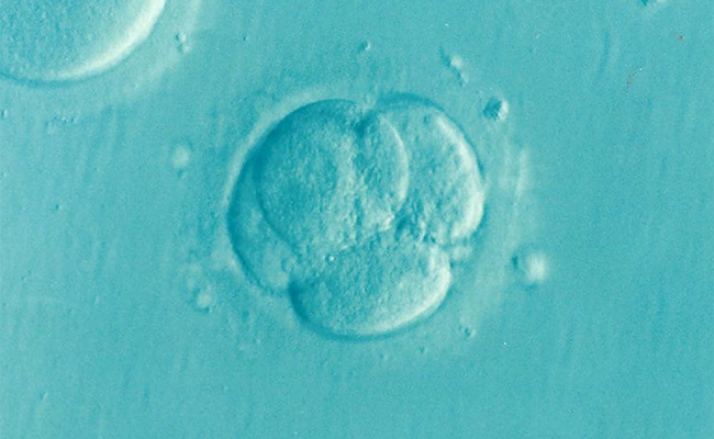 embryo incarnation Christmas