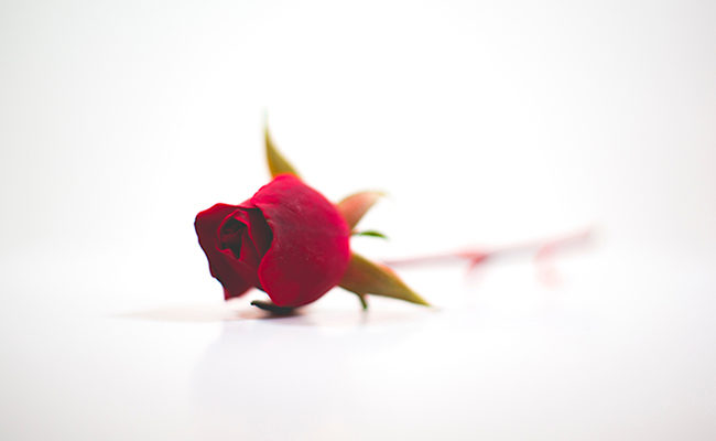 single rose singleness